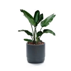 LuxenHome Modern Gray MgO 14.17" Round Planter 16 LuxenHome Modern Gray MgO 14.17" Round Planter -Garden GUEST 7b656b10 5b77 41ee 8e18 b8db202de0d1