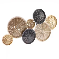 LuxenHome Multi-Color Sand Dollar 47.5" W X 27.5" H Metal Wall Decor -Garden GUEST 82022231 29f2 4fa6 9ea3 a0006d62599e